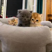 مستقل های جذاب ۲ماهه و اصیل