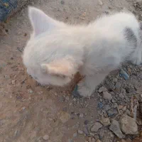 فروش بچه گربه سفید