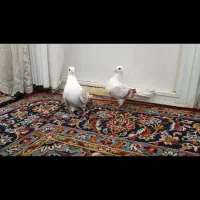 کبوتر|پرنده|خرم‌آباد, |دیوار