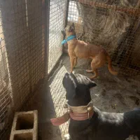 یک جفت نرولاس خارجی روزگاری به شرط|سگ|اصفهان, محمودآباد|دیوار