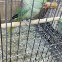 شاه طوطی|پرنده|اهواز, پادادشهر|دیوار