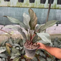 فیلو پرتقالی شاهزاده فیکوس بلک زامو سبز بلک سانس|گل و گیاه طبیعی|سلمان‌شهر, |دیوار