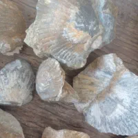 سنگهای‌صدف‌و‌مرجان|کلکسیون اشیاء عتیقه|ارومیه, |دیوار