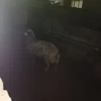 بره نر ۶۰ کیلو