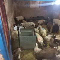 *گوسفند*&زنده)