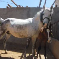 مادیان خالدار اصیل کورد آبستن ۸ ماه