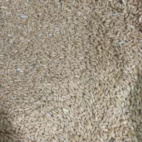 ۴تن گندم دیم برداشت امسال|لوازم جانبی حیوانات|قرچک, زیبا شهر|دیوار