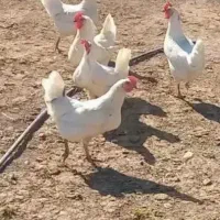 مرغ تخمگذار