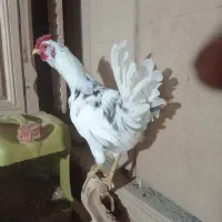 خروس گلین و مرغ گلین کرچ