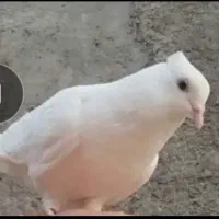 کفتر گمشده