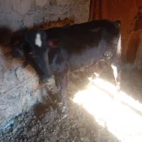 گوساله دورگ 129کیلو|حیوانات مزرعه|سروآباد, |دیوار