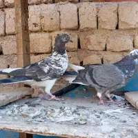 کفتر|پرنده|ساوه, |دیوار