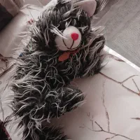 عروسکگربه|اسباببازی بچه|قم, حاج زینل|دیوار