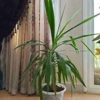 مجموعه گل همراه با استند