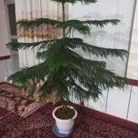 گل مطبق سرحال شاداب