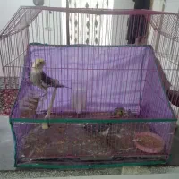 قفس عروس هلندی
