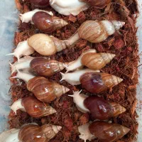 حلزون اچانتینا