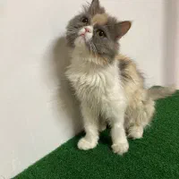 پرشین اگزوتیک ماده