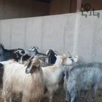 تعداد ۲۰ راس بز