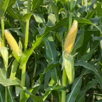 بلوط ارد شده