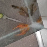 پوزه بوته ای سوپر باله