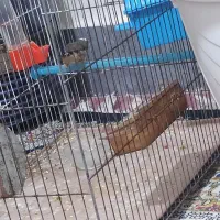 فنچ با تمام وسایل