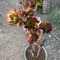 گل و گیاه|گل و گیاه طبیعی|کرج, اصفهانی‌ها|دیوار