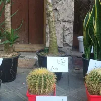 انواع گل آپارتمانی|گل و گیاه طبیعی|قزوین, |دیوار