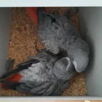 جفت کاسکو سخنگو|پرنده|گلبهار, شهر جدید گلبهار|دیوار