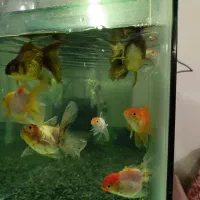 ماهی گلد فیش