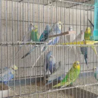 انواع فنچ گلدین .ستاره ای ،جغدی،کراواتی ،گلوبریده|پرنده|شیروان (خراسان), |دیوار