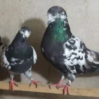 باسلام تعدادی کبوتربه فروش میرسد