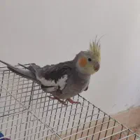 عروس هلندی نر