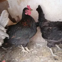 فروش مرغ و خروس محلی