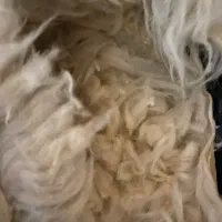 پوست و پشم گوسفند دباغی شده