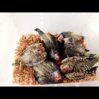 جوجه عروس هلندی . عروس هلندی سرلاکی|پرنده|اصفهان, ملک‌شهر|دیوار