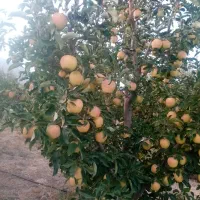 هرس درختان پذیرفته میشود