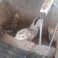 دوتا مرغ گلین و یک خروس|حیوانات مزرعه|قم, پردیسان|دیوار