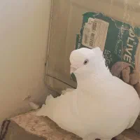 سفید کاکلی نوک ریز قنار