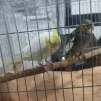 جوجه عروس هلندی رام و دستی|پرنده|ری, شهادت|دیوار