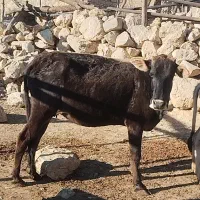 گاو با گوساله|حیوانات مزرعه|مارگون, |دیوار