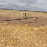 سگ سرابی وگله