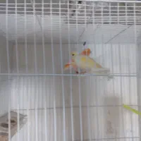 جفت قناری موزایکی