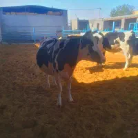 گاوگوساله تلیسه خریدوفروش درشهرضا|حیوانات مزرعه|اصفهان, امین‌آباد|دیوار