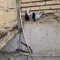 کفترصیدوجفتگاه|پرنده|مشهد, گاز|دیوار