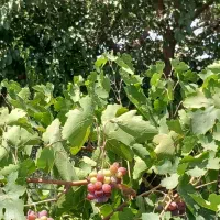 باغ و باغچه ۲۰۰مترچهاردیوار آب،برق انجم آباد(شخصی)|فروش زمین و ملک کلنگی|تهران, امیریه|دیوار