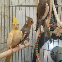عروس هلندی|پرنده|مشکین‌دشت, |دیوار