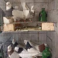 کبوتر طوقی خفت پرشی طوقی زیر کاکل پالخت