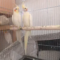 سه جفت عروس هلندی لوتینو جوجه دوست