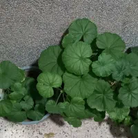 سرگرمی و گل و گیاه|گل و گیاه طبیعی|گلبهار, شهر جدید گلبهار|دیوار